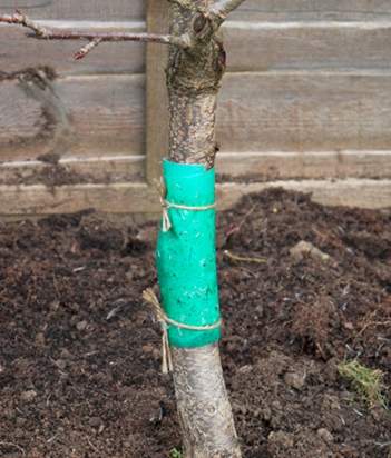 Grease band around base of fruit tree